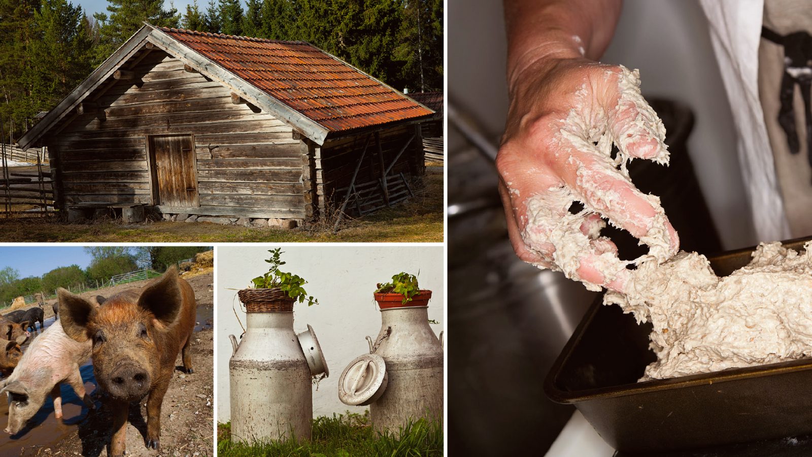 Kollage av bilder på fäbod, deg och grisar för att illustrera fäbodifiering.