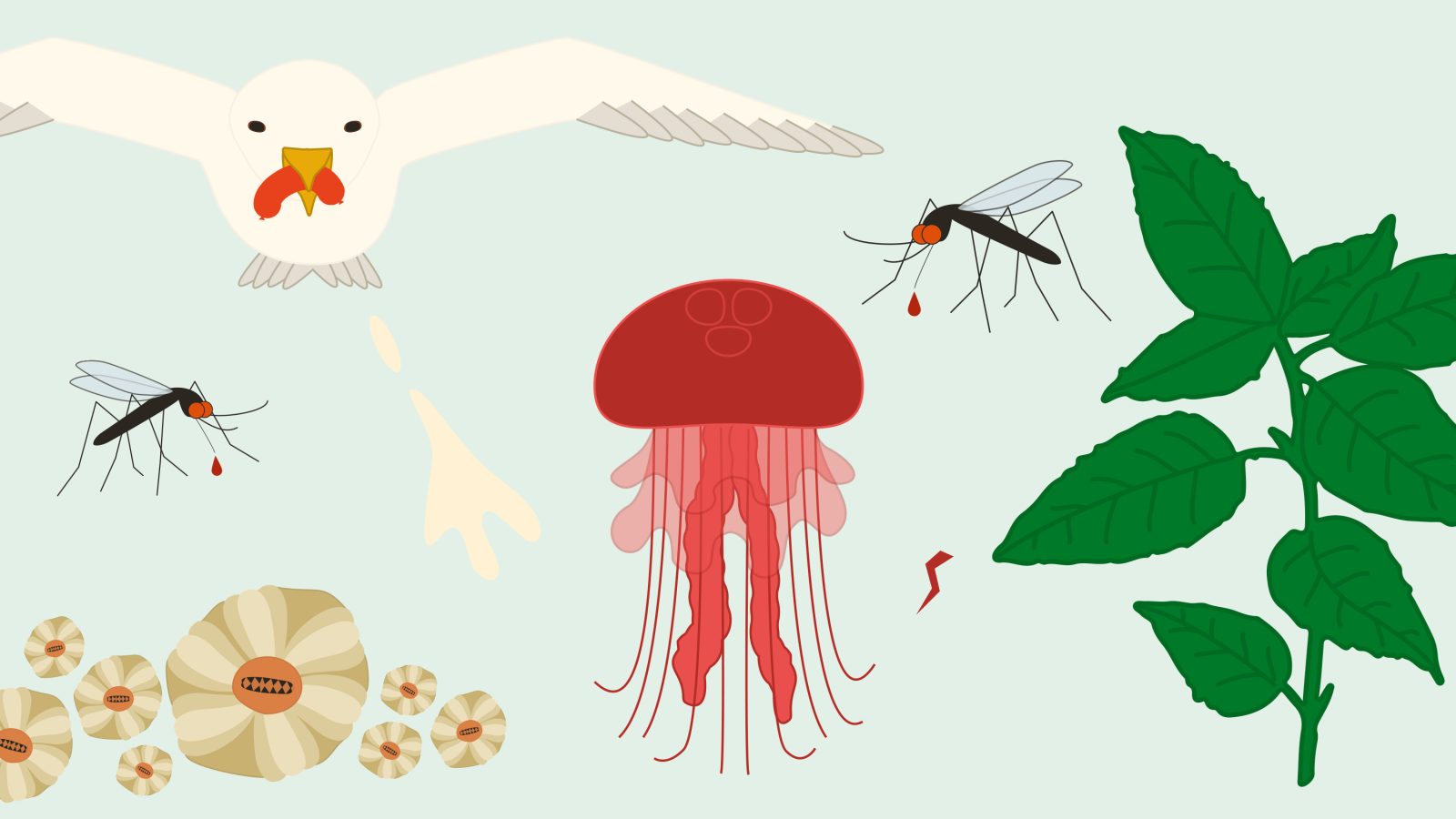 Illustrationer av sommarplågor: fiskmås, mygga, havstulpaner, brännmanet, brännässla.