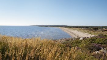 Vy över strandkant.