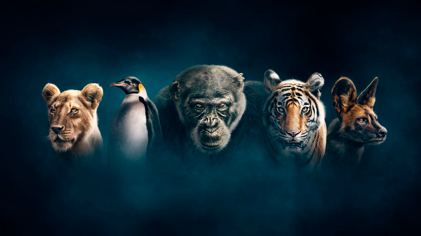 Porträtt på lejon, kungspingvin, gorilla, tiger och afrikansk vildhund för att illustrera antropomorfism.