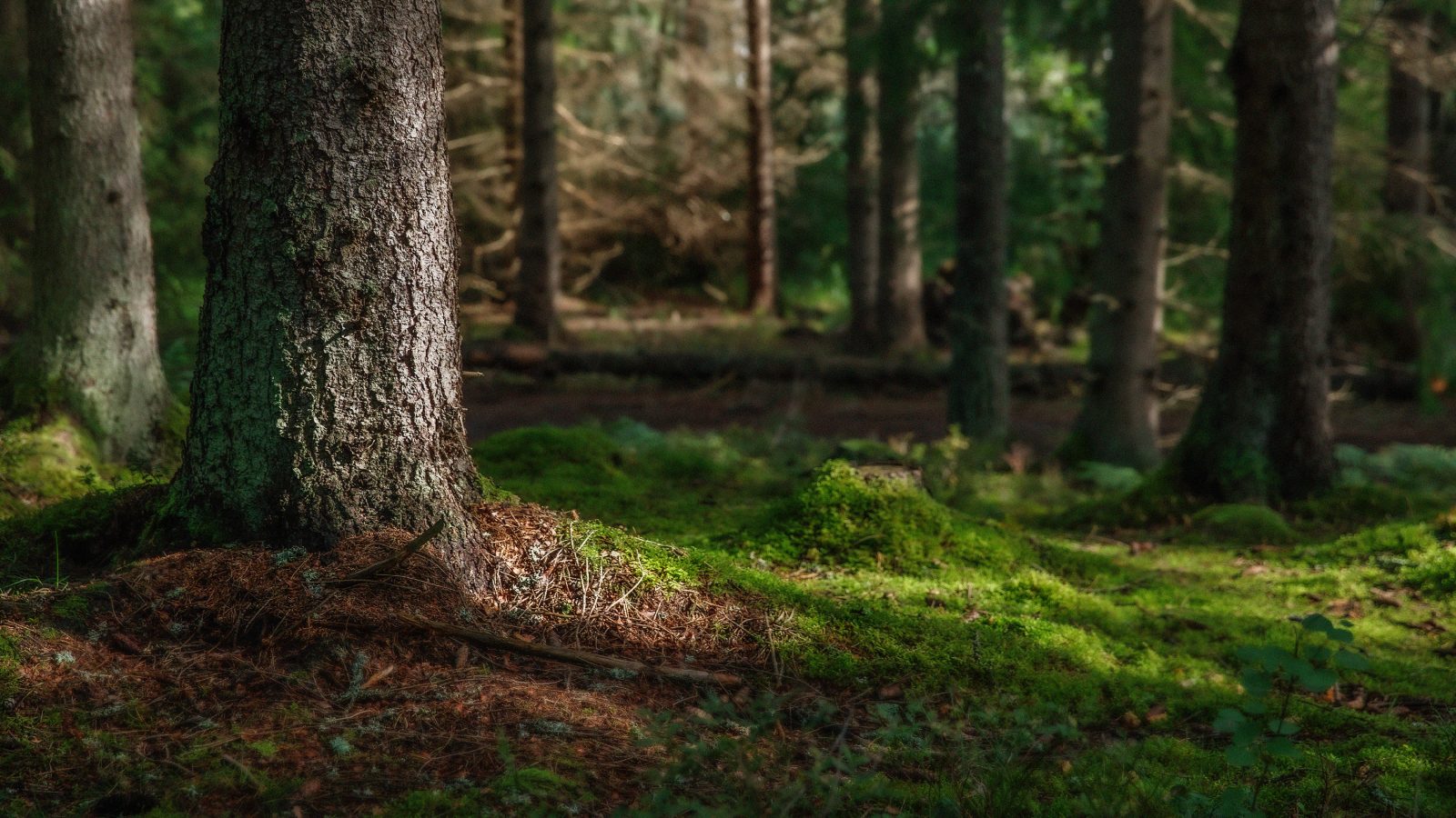 Landskapsbild på en skog.